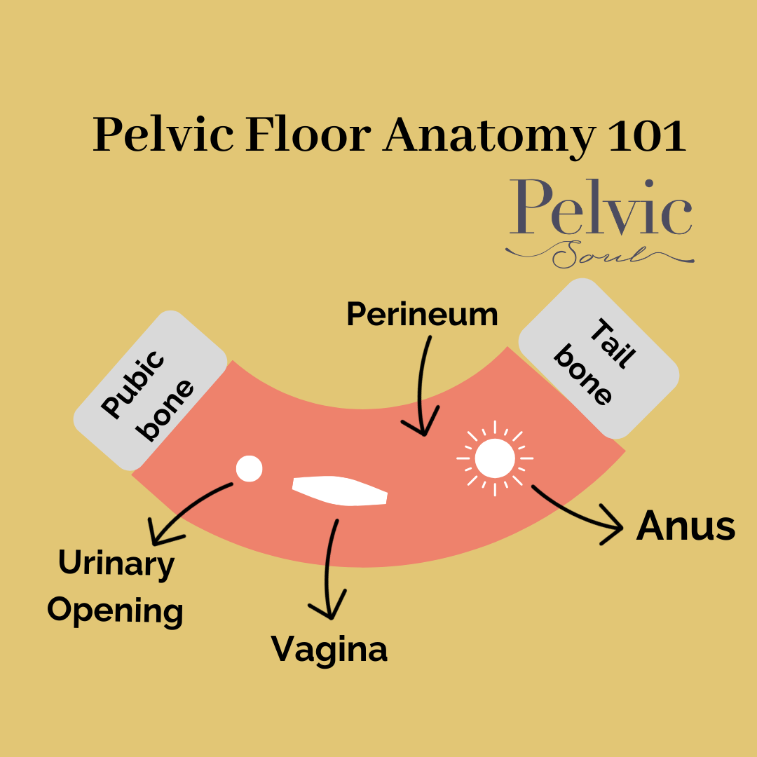 What Is The Pelvic Floor Pelvic Soul Pelvic Therapy And Sex Counseling 2669